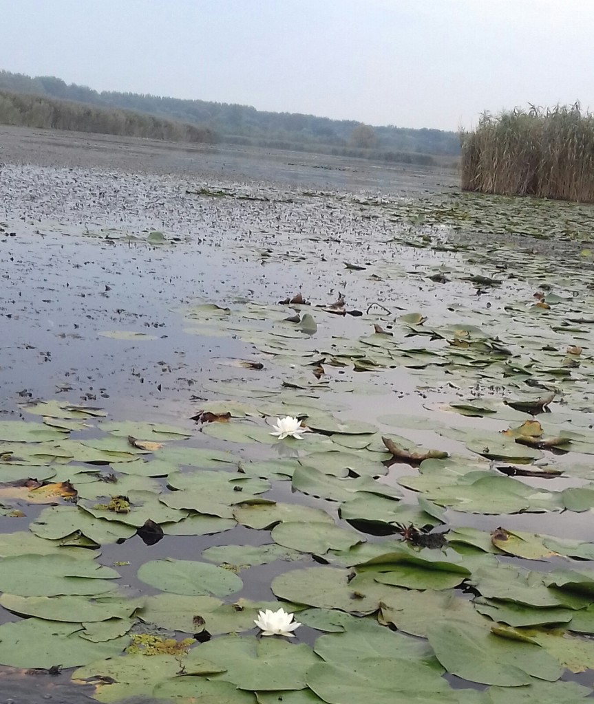 FEHÉR TÜNDÉRRÓZSA (védett faj, 5.000 Ft/egyed), szeptemberi Tisza-tó