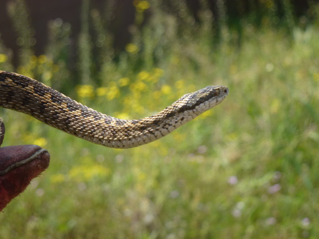 RÁKOSI VIPERA (parlagi vipera alfaja, fokozottan védett faj, 1.000.000 Ft/egyed), KNPI