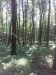 Májusi erdő (Mecsek)